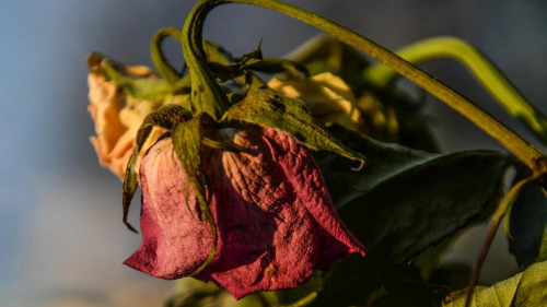 Wedding Flower Mistakes - Think About it OMG!