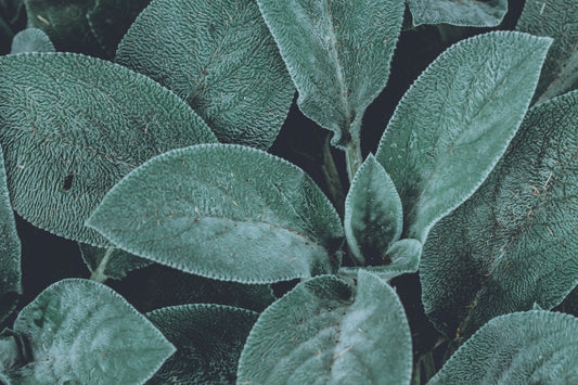 Tip of the Week: Protection from frost