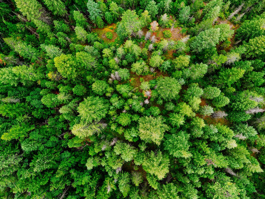Tip of the Week: Sprucing up Your Spruce