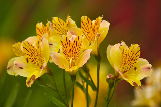 Feature Flower Friday: Alstroemerias