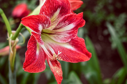 5 Winter Wedding Flowers That Are Memorable