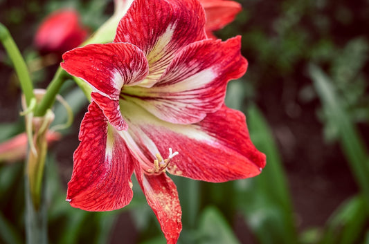 Feature Flower Friday: Amaryllis