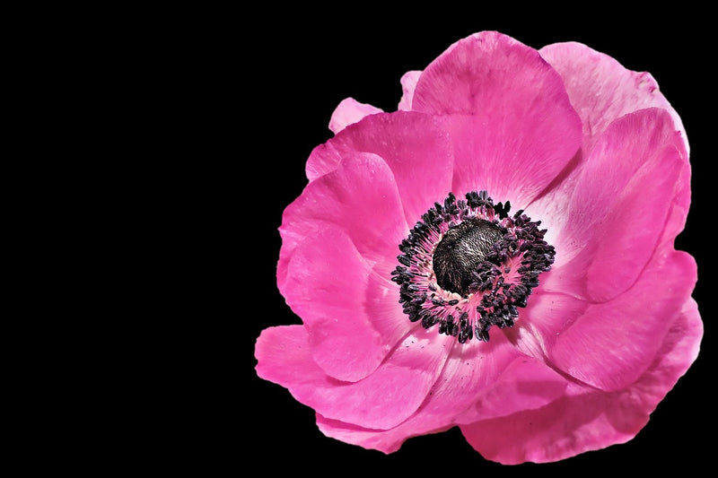 Feature Flower Friday: Anemone