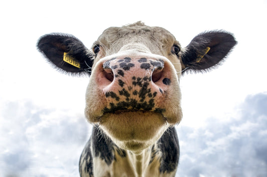 Tip of the Week: A “Moo” Way to Fertilize