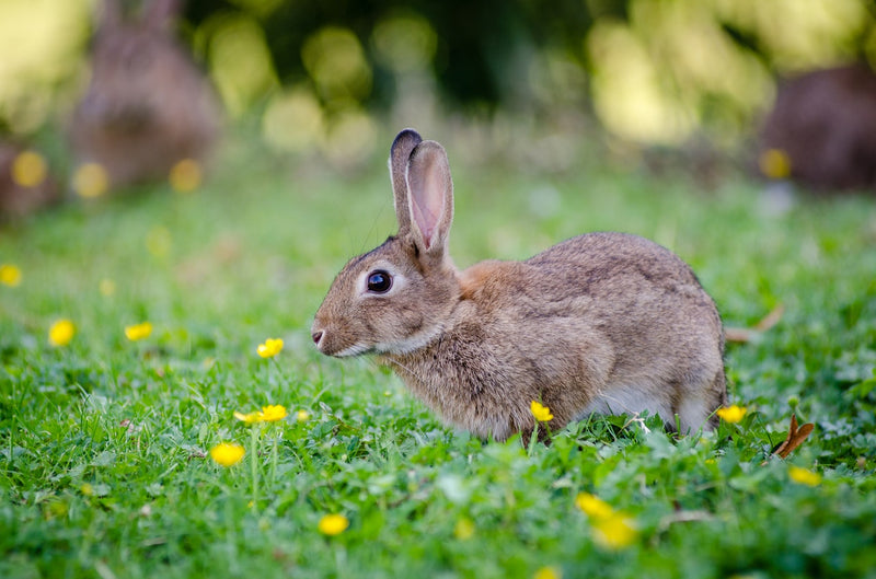 Tip of the Week: Keeping Rabbits Out