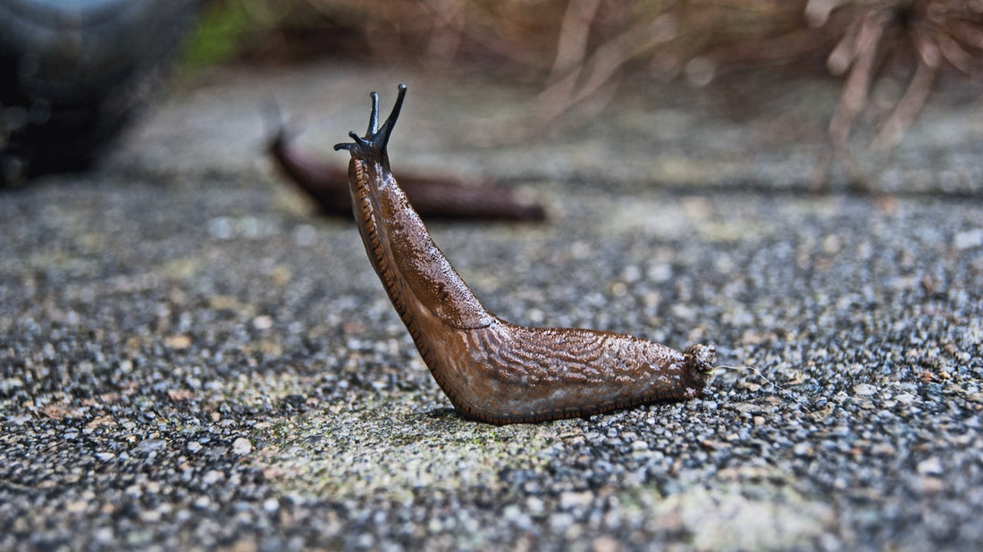 Tip of the Week: Slug Defense