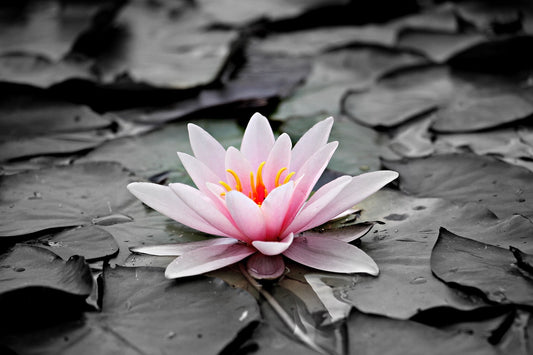 Feature Flower Friday: Lotus