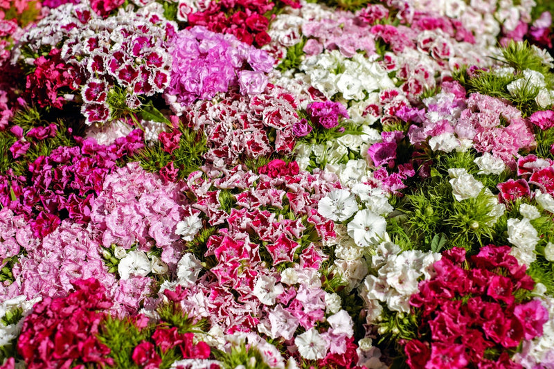 Feature Flower Friday: Carnations