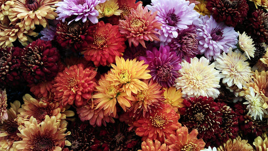 Feature Flower Friday: Chrysanthemum