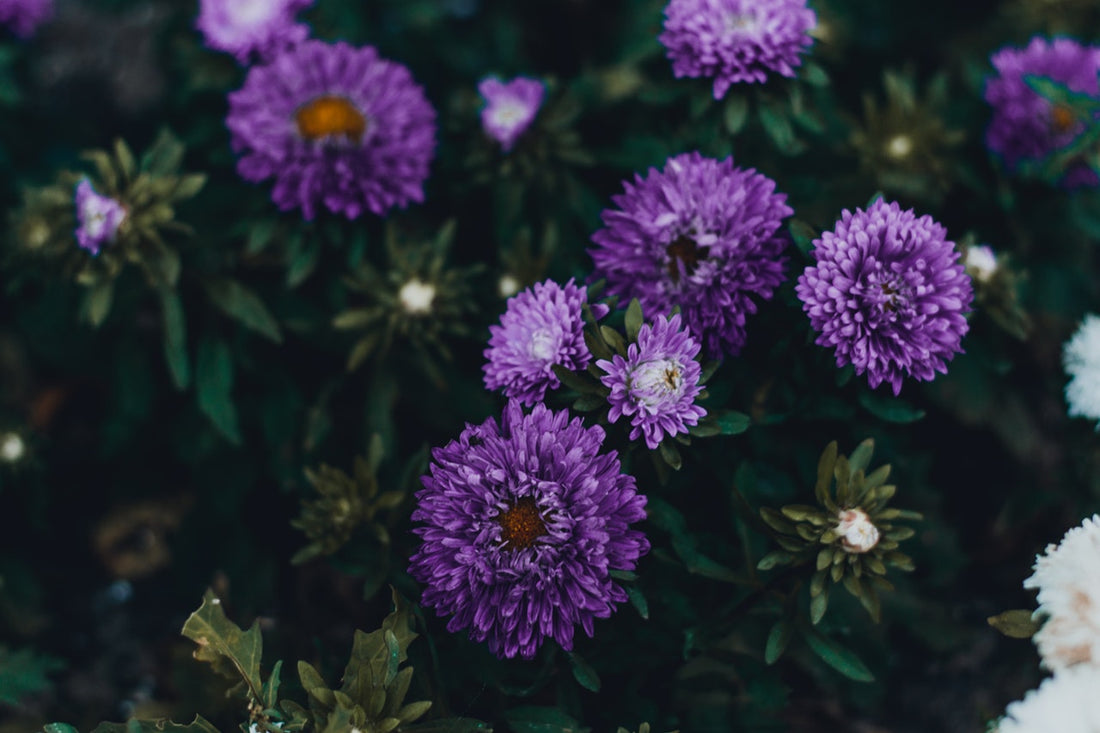 Feature Flower Friday: Asters