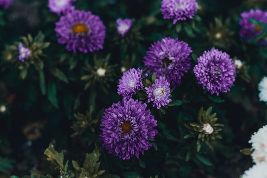Feature Flower Friday: Asters