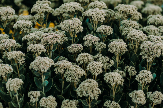 Feature Flower Friday: Yarrow