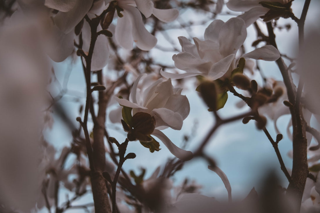 Feature Flower Friday: Magnolias