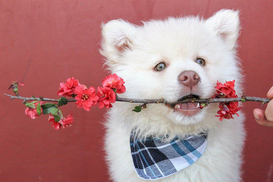 Pet-Friendly Flowers
