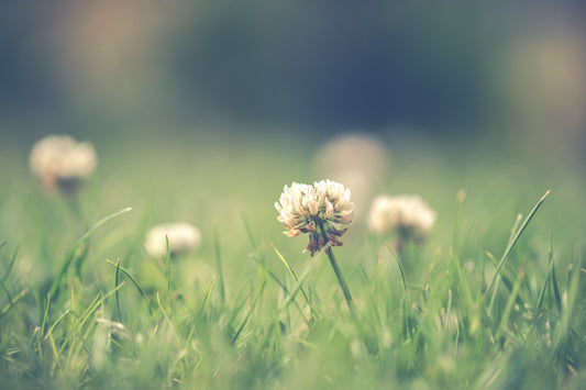 Tip of the Week: Easy Weeding