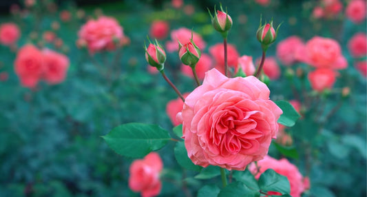 Add a Breath of Fresh Air to Your Wedding with the Season’s Trending Spring Blooms