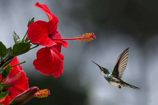 Feature Flower Friday: Hibiscus