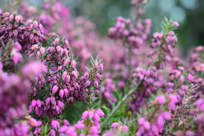 Feature Flower Friday: Heather