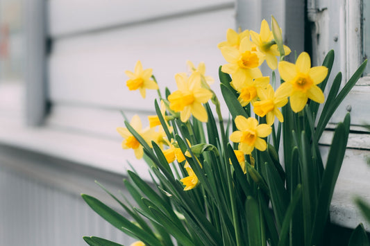 Popular Spring Blooms