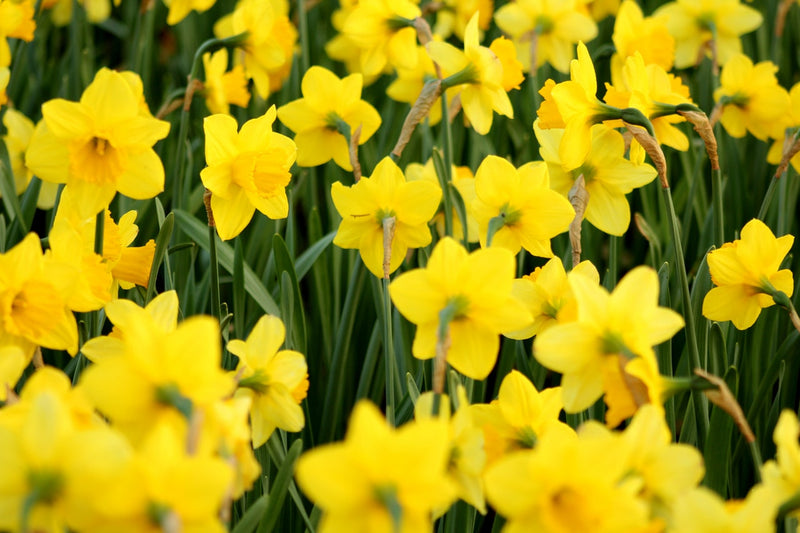 Garden of Eden Flower Shop Tip of the Week: Beware the Daffodil