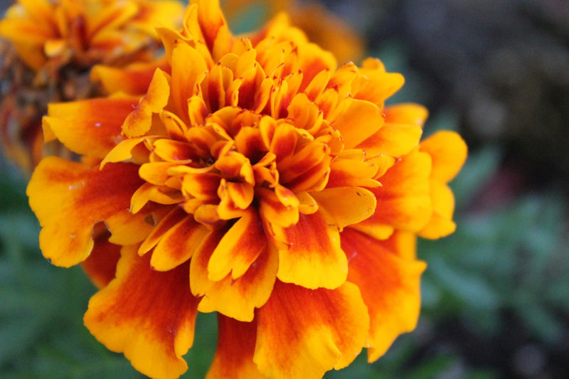 Feature Flower Friday: Marigolds