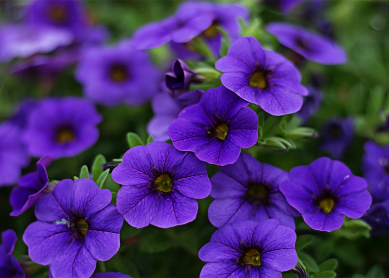 Feature Flower Friday: Petunias