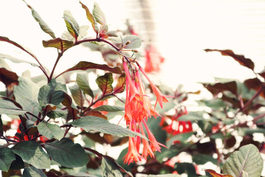 Feature Flower Friday: Honeysuckles