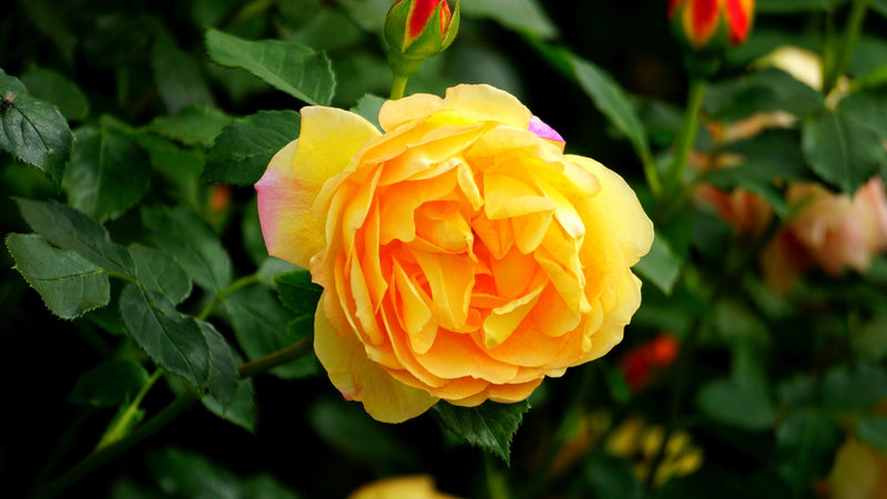 Feature Flower Friday: Yellow Roses