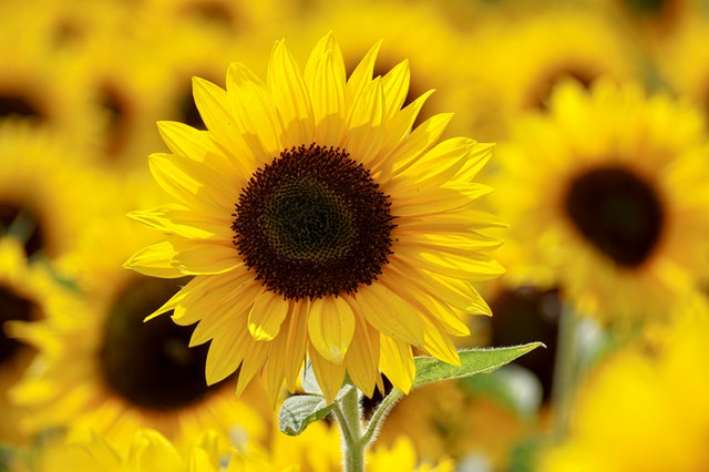 Feature Flower Friday: Sunflowers - from Garden of Eden Flower Shop