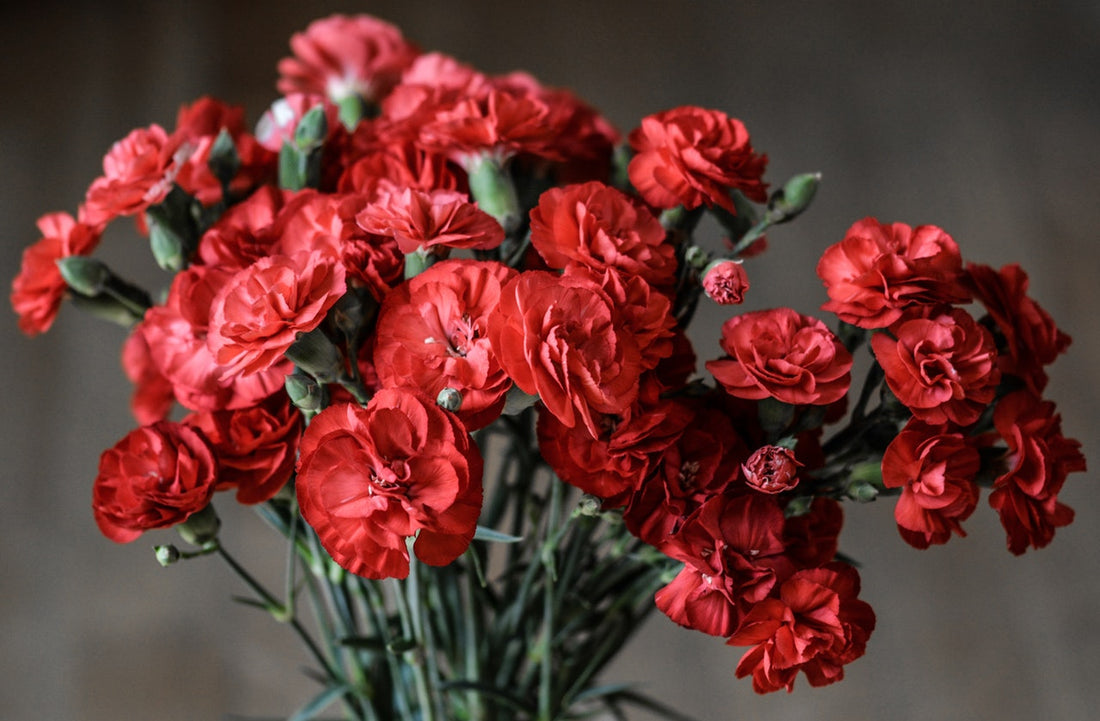 Feature Flower Friday: Carnations