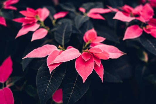 A Quick Guide to Poinsettias