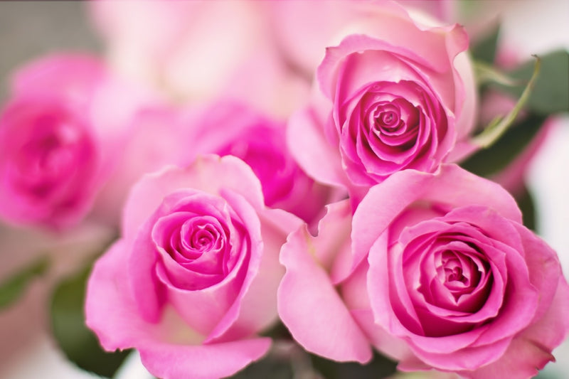 Feature Flower Friday: Pink Roses