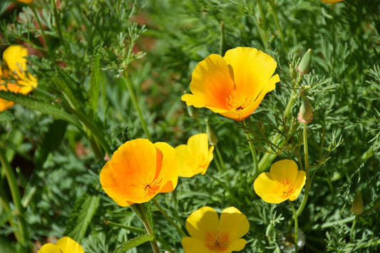 Feature Flower Friday: Poppy