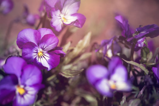 Feature Flower Friday: Violets