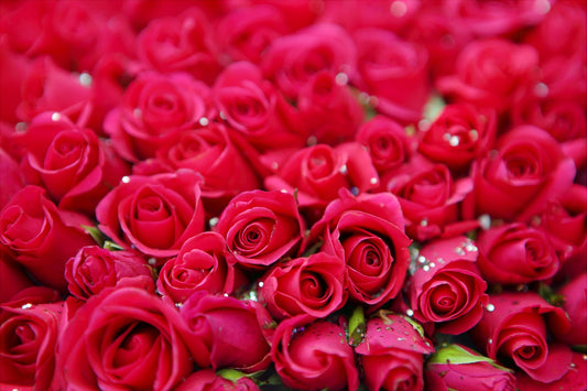 Feature Flower Friday: Red Roses