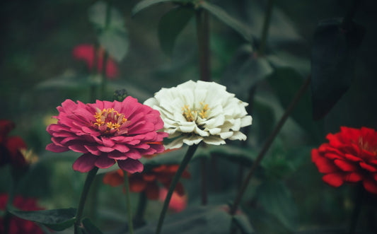 Feature Flower Friday: Zinnias
