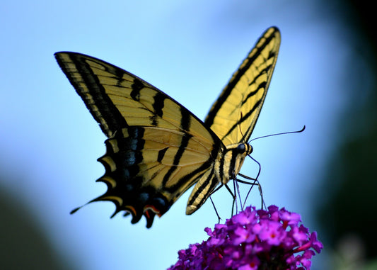 Tip of the Week: Butterfly Feeders