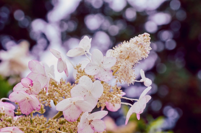 Garden of Eden Flower Shop Tip of the Week: Spice is Nice to Keep Hydrangeas Alive