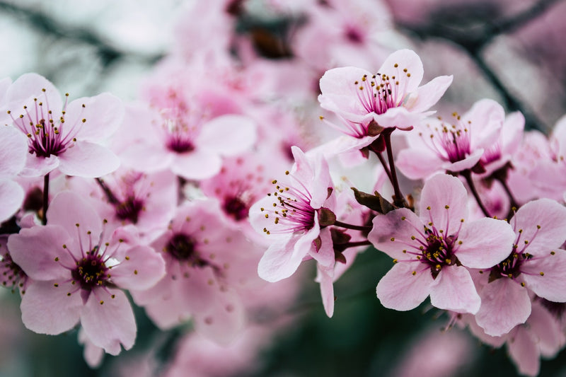 Feature Flower Friday: Cherry Blossom