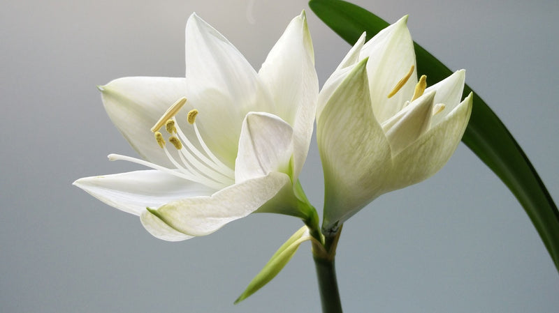 Feature Flower of the Week: White Easter Lilies