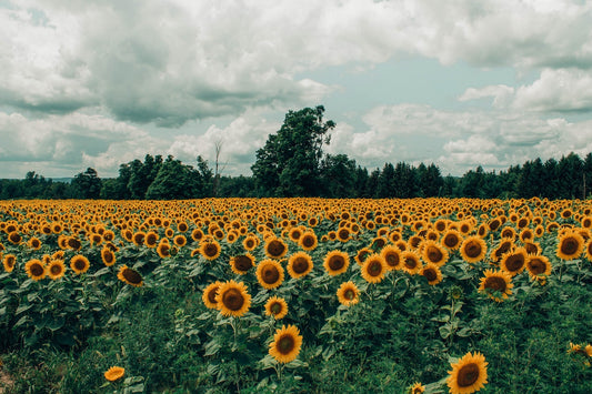 Feature Flower Friday: Sunflowers