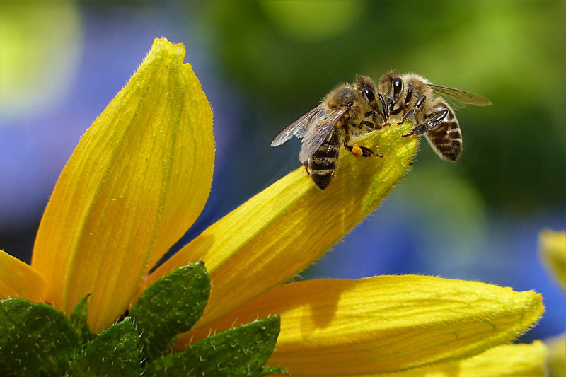 Tip of the Week: Attracting Pollinators