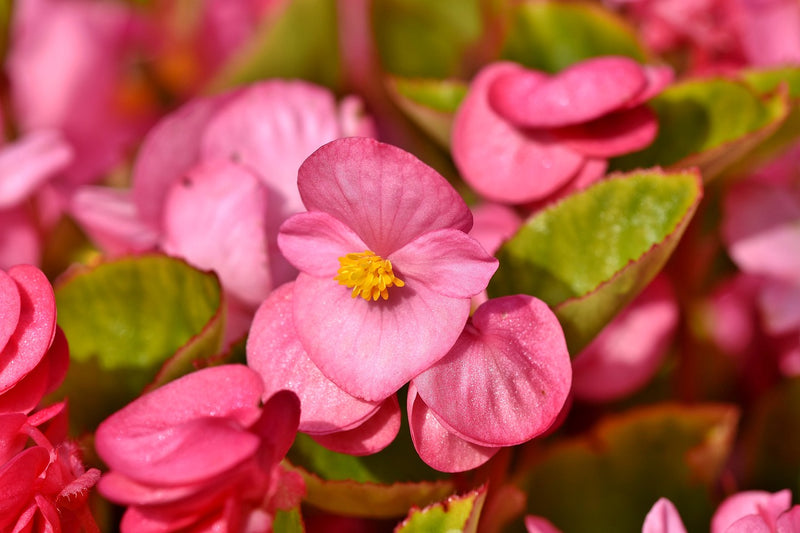 Feature Flower Friday: Begonias