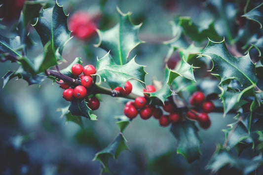 Feature Flower Friday: Mistletoe