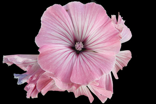 Feature Flower Friday: Hollyhock