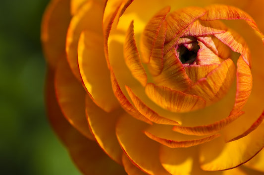 Feature Flower Friday: Ranunculus