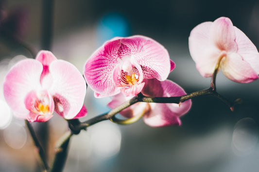 Feature Flower Friday: Orchid
