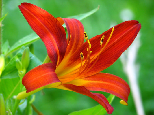 Feature Flower Friday: Calla Lily