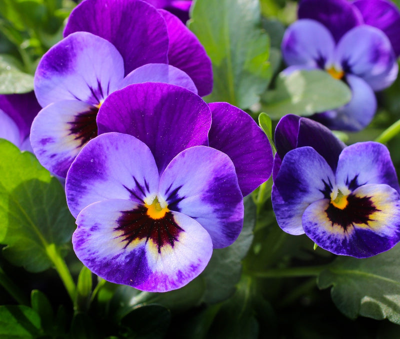 Feature Flower Friday: Pansies