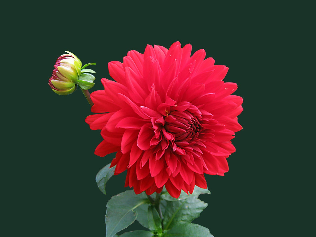 Feature Flower Friday: Dahlias